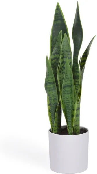 Sansevieria, Konstgjord växt, vit, H55x18x19 cm